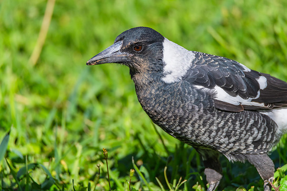 Outdoors with the Australian Magpie