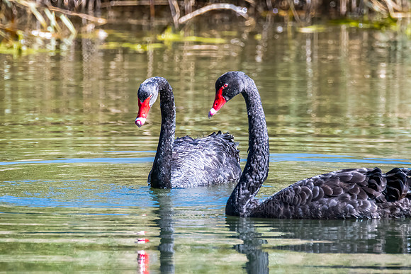 A pair of Black Swan at the Wetlands