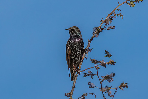 Common Starling perched in a Hawthorne Tree