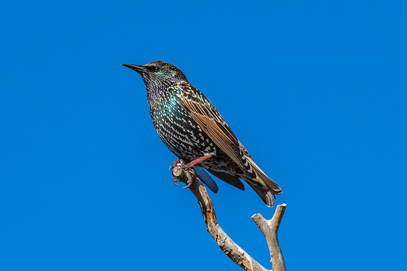 Common Starling perched on a tree branch