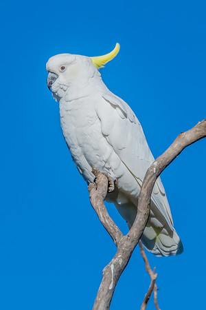 Sulphur-crested Cockatoo set against the morning blue sky