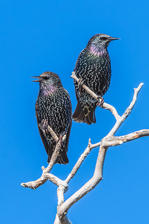 Common Starlings perched on a tree branch
