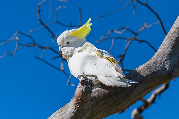 Sulphur-crested Cockatoo set against the morning blue sky