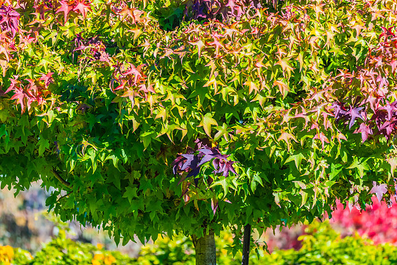 Autumn Colours Around Blayney, NSW