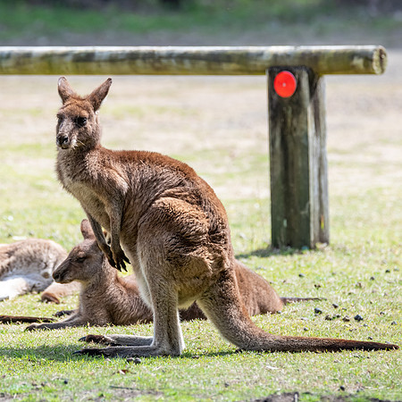 Eastern Grey Kangaoos
