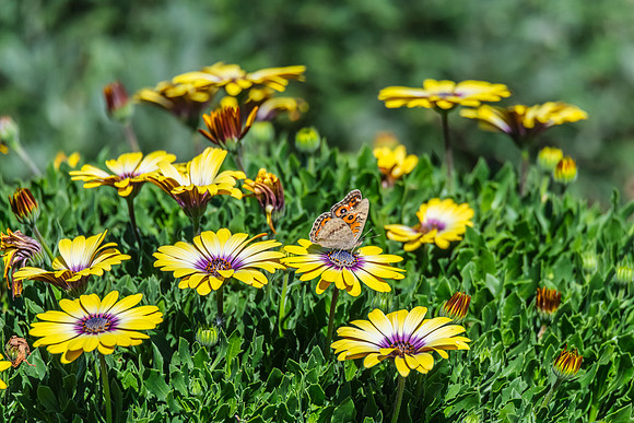 Meadow Argus Butterfly on a yellow Blue Eyed Beauty Osteospermum