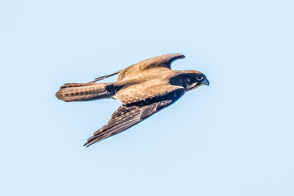 Australian Hobby Falcon Soaring in a Light Blue Sky
