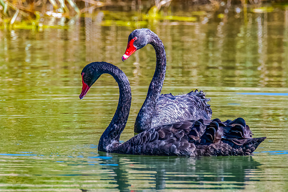 A pair of Black Swan at the Wetlands