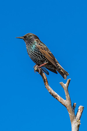 Common Starling perched on a tree branch