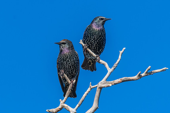 Common Starlings perched on a tree branch