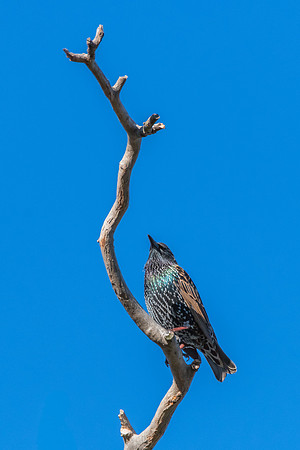 Common Starling perched on a tree branch