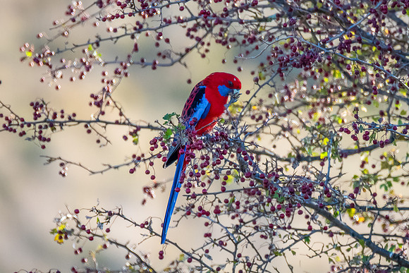 Crimson Rosella Feeding in a Hawthorn Tree