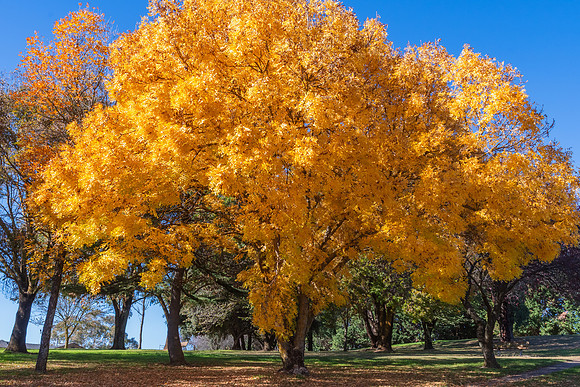 Autumn Colours Around Blayney, NSW