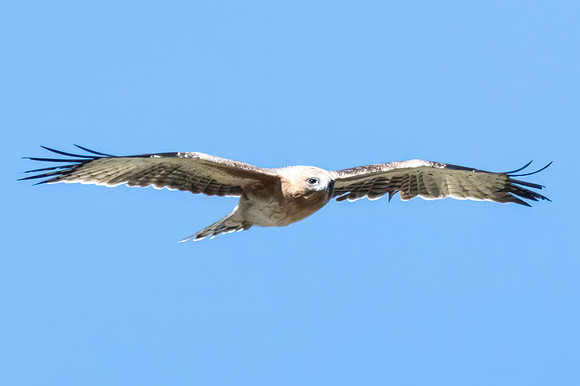 A Little Eagle flying in the Blue Sky