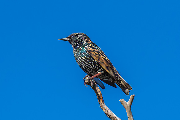Common Starling perched on a tree branch