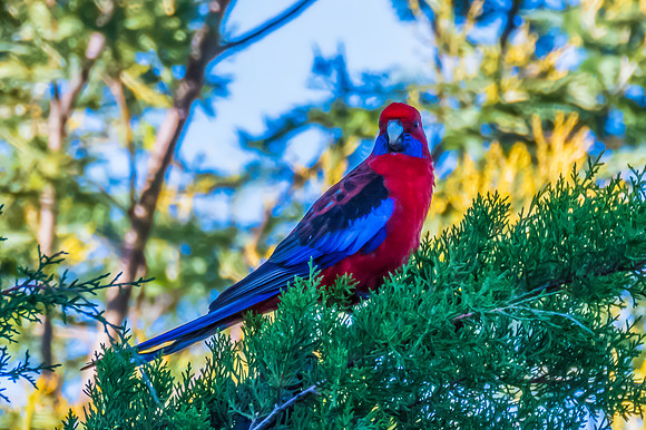 Crimson Rosella in a Tree in the Morning Light