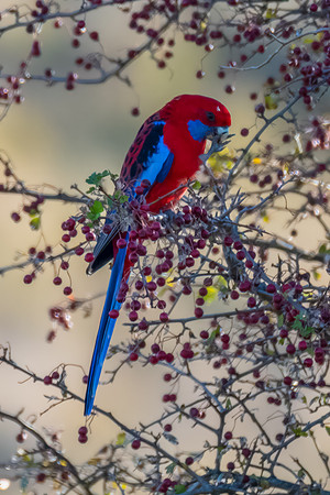 Crimson Rosella Feeding in a Hawthorn Tree