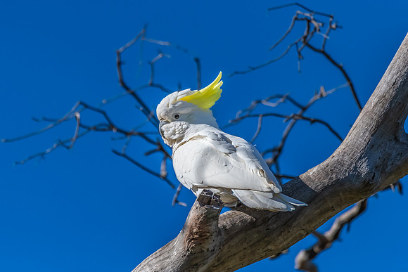 Sulphur-crested Cockatoo set against the morning blue sky