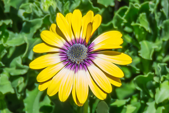 Osteospermum Blue Eyed Beauty flowers in the garden