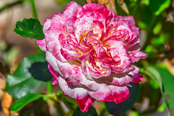 Red and White Double Delight Roses in an Autumn Garden