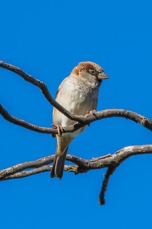 Common House Sparrow perched on a tree branch
