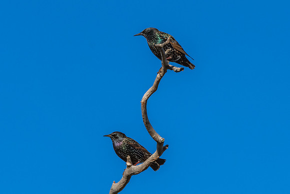 Common Starlings perched on a tree branch