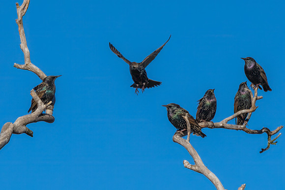 Common Starlings perched on a tree branch
