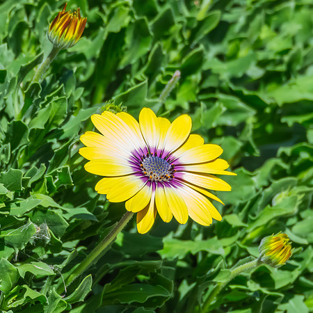 Osteospermum Blue Eyed Beauty flowers in the garden