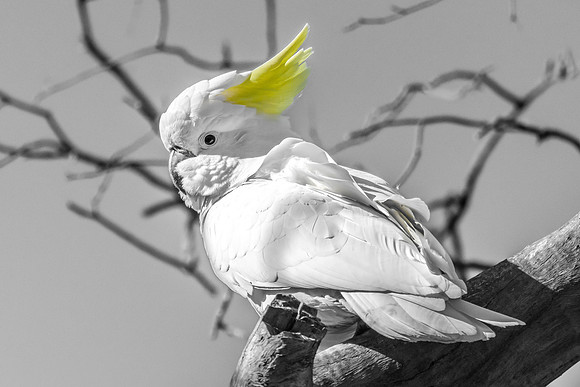 Sulphur-crested Cockatoo in black and white with selective colou
