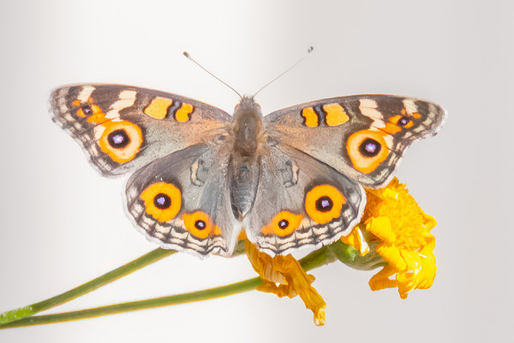 Meadow Argus Butterfly on a yellow flower in the garden