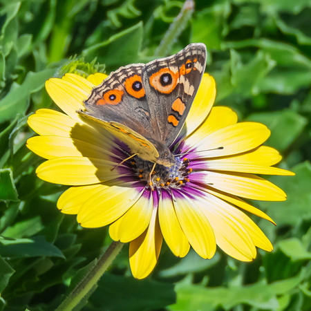 Meadow Argus Butterfly on a yellow Blue Eyed Beauty Osteospermum