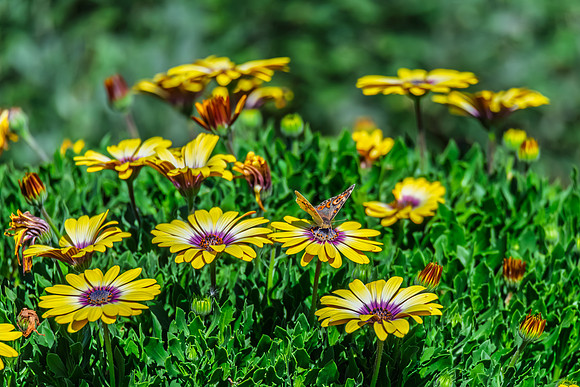 Meadow Argus Butterfly on a yellow Blue Eyed Beauty Osteospermum