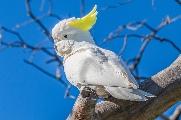 Sulphur-crested Cockatoo set against the morning blue sky