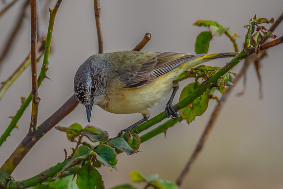 Yellow‑rumped Thornbill Perched Among Rose Branches