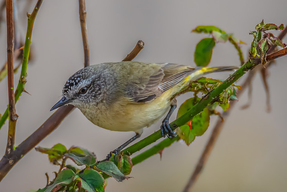Yellow‑rumped Thornbill Perched Among Rose Branches