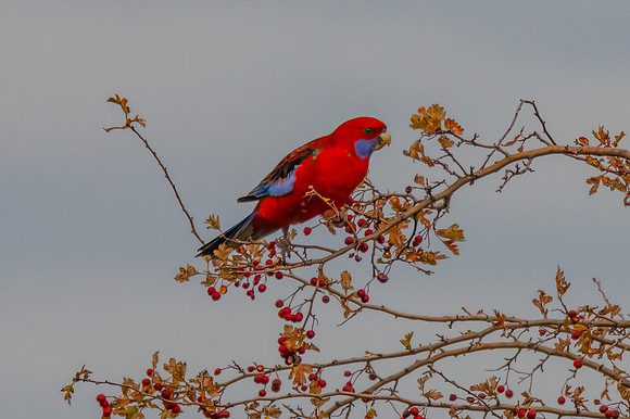 Crimson Rosella Perched Among Hawthorn Branches
