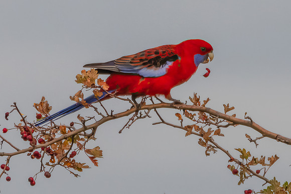 Crimson Rosella in Autumn Hawthorn Foliage