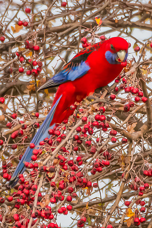 Crimson Rosella Perched Among Hawthorn Branches