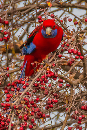 Crimson Rosella Perched Among Hawthorn Branches