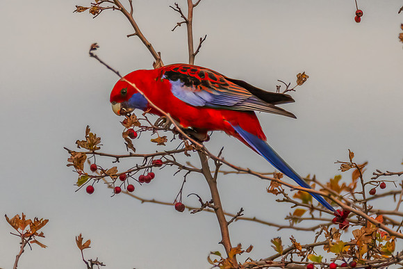 Crimson Rosella in Autumn Hawthorn Foliage