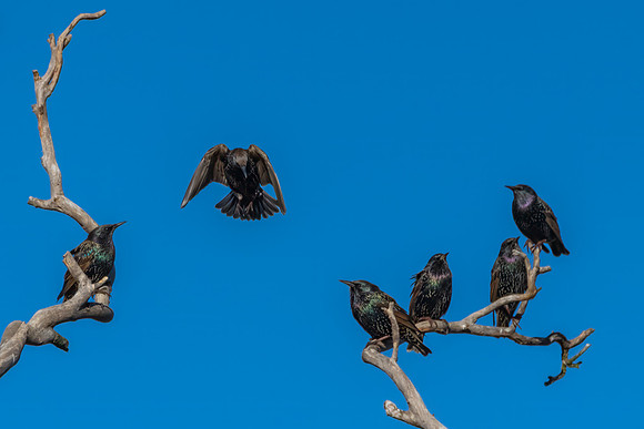Common Starlings perched on branches in a dead tree