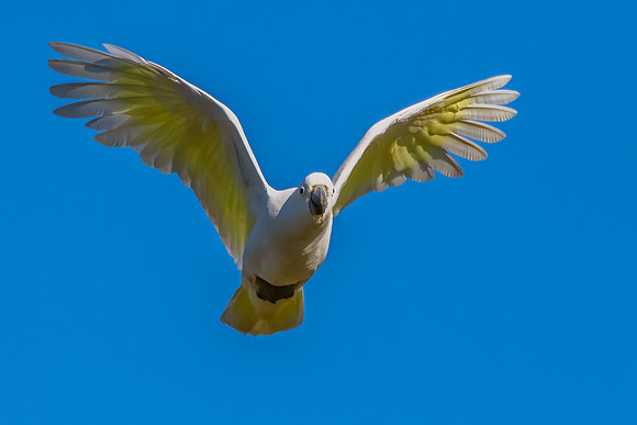 Sulphur-crested Cockatoo flying in the blue sky
