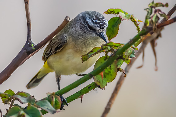 Yellow‑rumped Thornbill Perched Among Rose Branches
