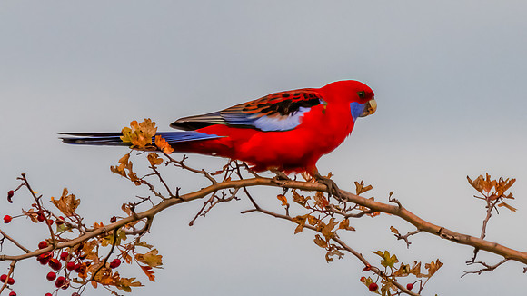 Crimson Rosella in Autumn Hawthorn Foliage