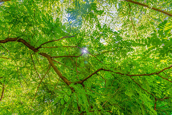 The River Oak trees around the small village of Sofala and the T