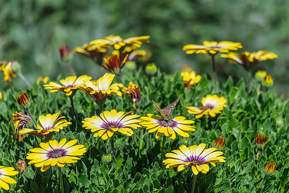 Meadow Argus Butterfly on a yellow Blue Eyed Beauty Osteospermum