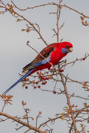 Crimson Rosella in Autumn Hawthorn Foliage