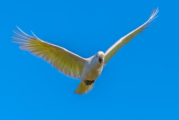 Sulphur-crested Cockatoo set against the morning blue sky