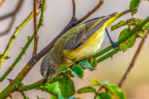 Yellow‑rumped Thornbill Perched Among Rose Branches