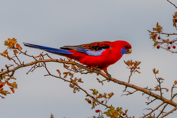 Crimson Rosella in Autumn Hawthorn Foliage